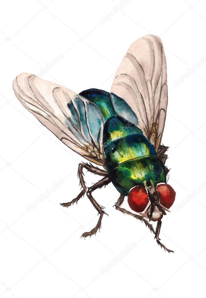 Watercolor image of realistic blow fly on white background