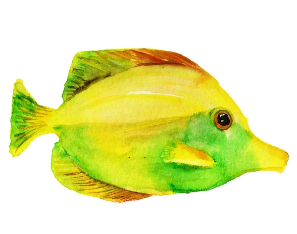 Imagem Aquarela Peixe Tang Amarelo Fundo Branco — Fotografia de Stock