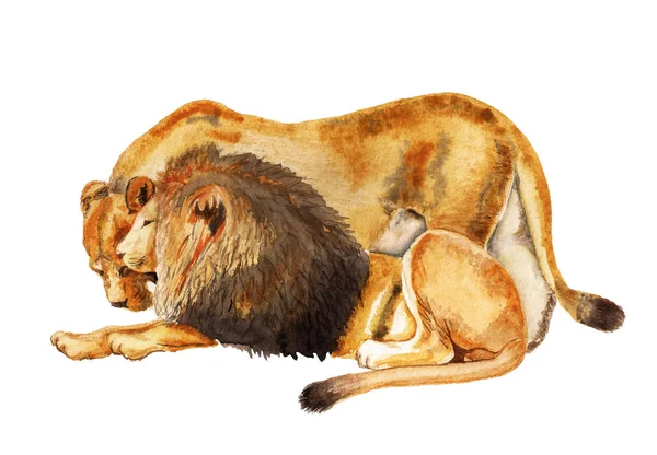Casal leão e leoa — Fotografia de Stock