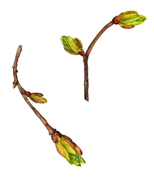 Watercolor two spring twigs — Stock Photo, Image