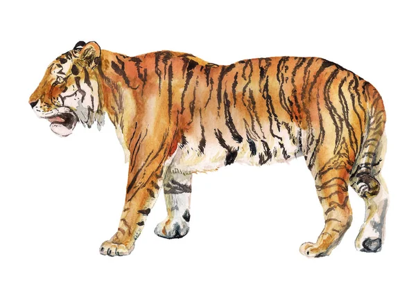 Watercolor realistic tiger — Stock Photo, Image