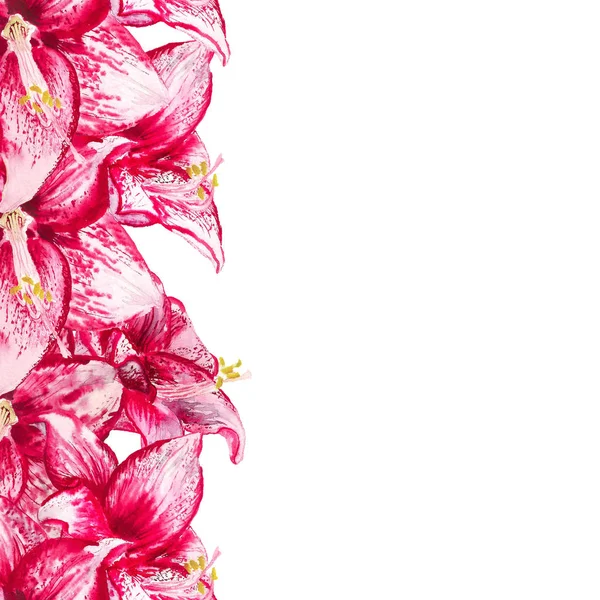 Aquarellblumen von Amaryllis — Stockfoto