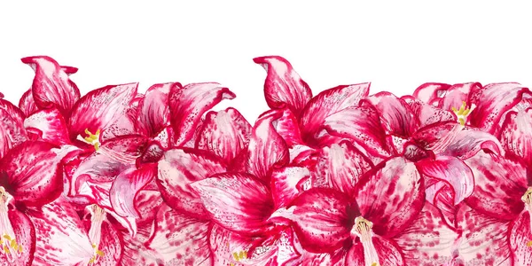 A szegély akvarell virágai Amarillis — Stock Fotó
