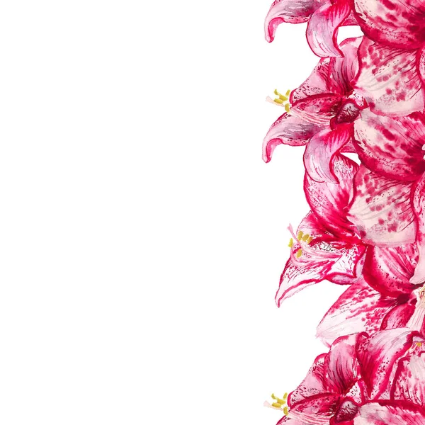 Aquarellblumen von Amaryllis — Stockfoto