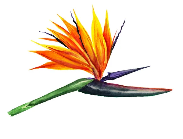 Bird of paradise flower — Stock Photo, Image