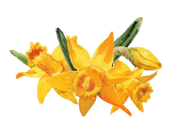 Narcissus boeket aquarel — Stockfoto