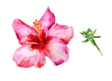 Kırmızı hibiscus çiçek 