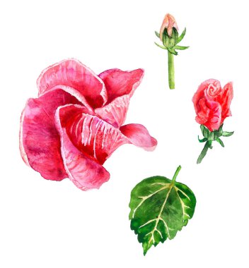 Kırmızı hibiscus tomurcukları