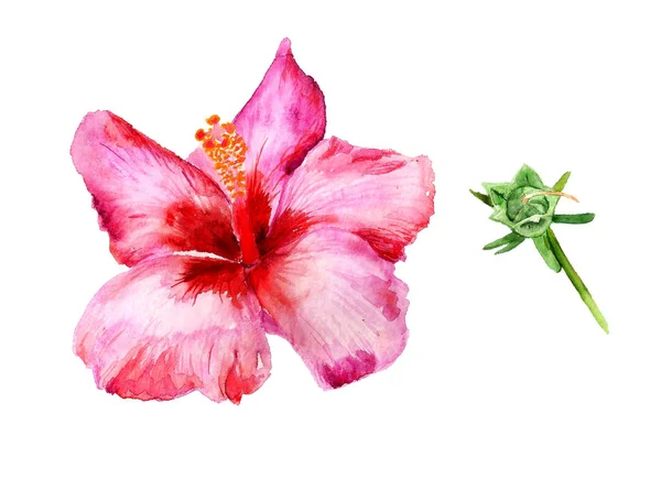 Bloem van rode hibiscus — Stockfoto