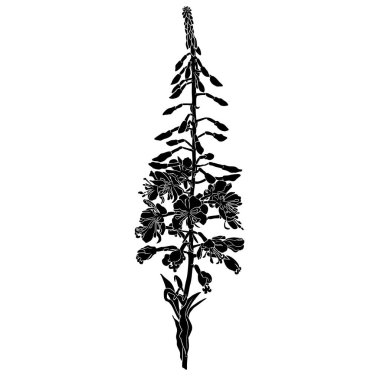 Gerçekçi söğütherb siyah siluet