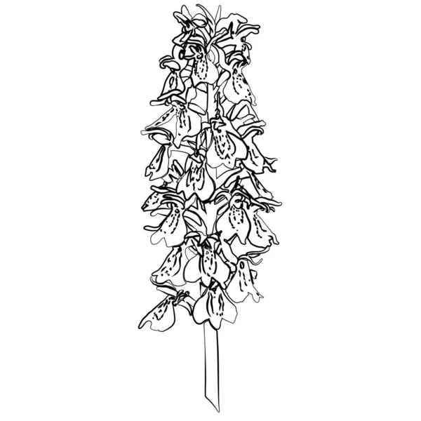 Beyaz arka plan üzerinde yabani orkide siyah siluet.