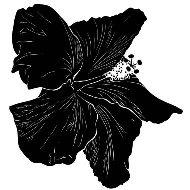 Beyaz arkaplanda, amber çiçeğinin siyah silueti