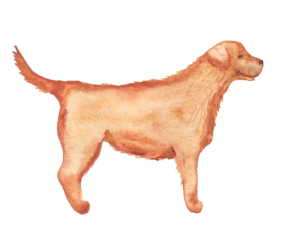 Labrador retrívr akvarel — Stock fotografie