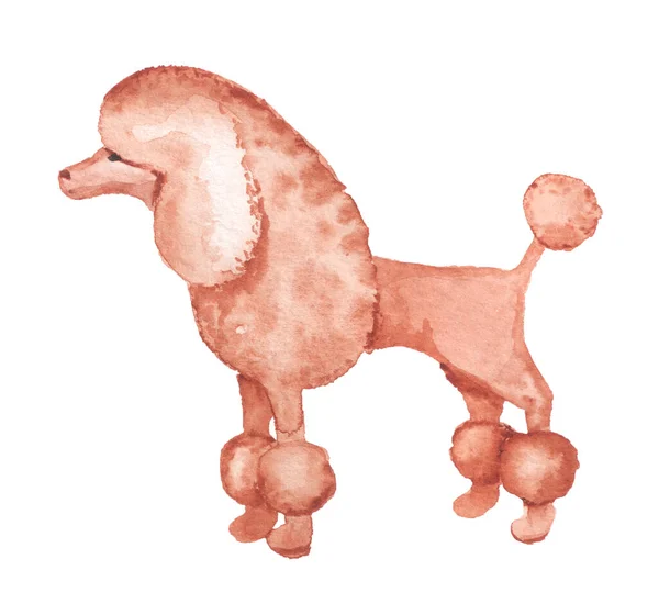 Cão poodle aquarela — Fotografia de Stock