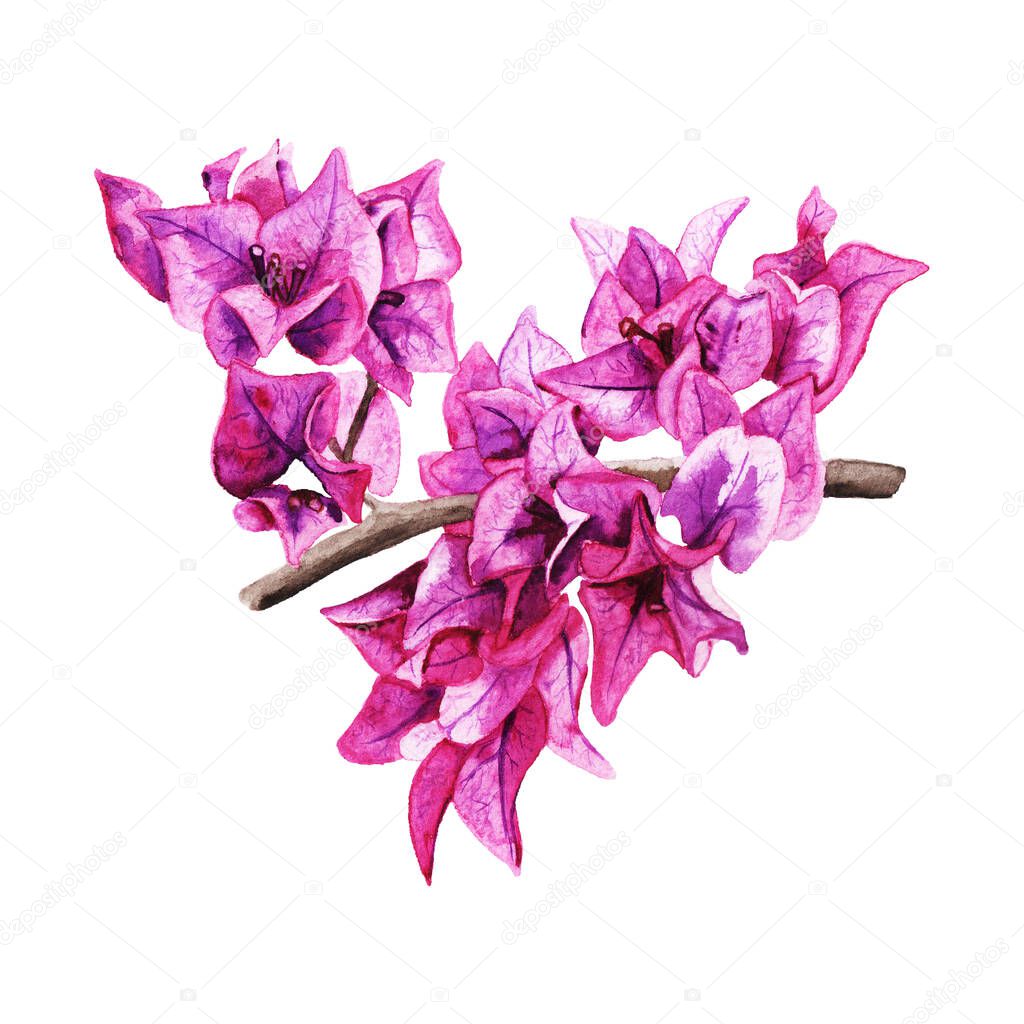 Beautiful purple flowers of bougaivillea. Realistic watercolor image isolated on white background. Good design element for romantic greeting card, wedding invitation and season decorations