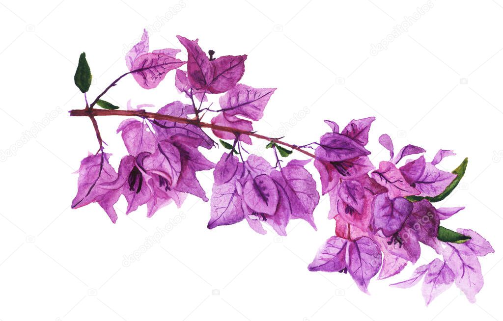 Beautiful purple flowers of bougaivillea.