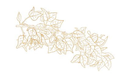 Bougainvillea çiçeklerinin altın özet resmi.