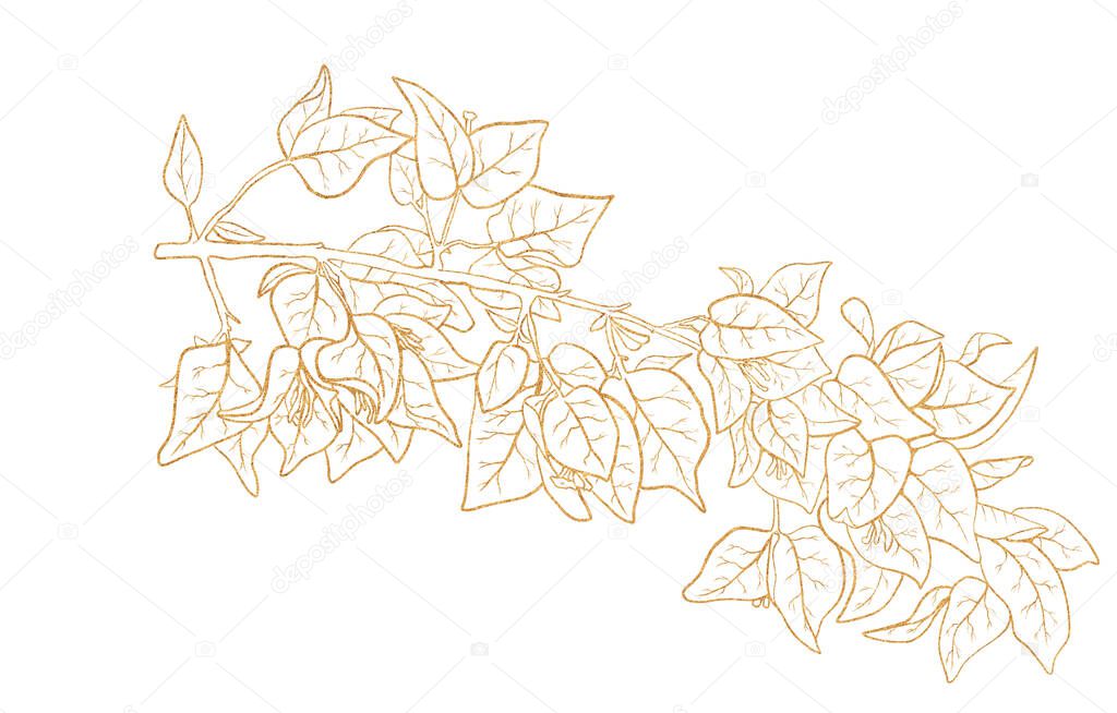 Gold outline image of flowers of bougainvillea.