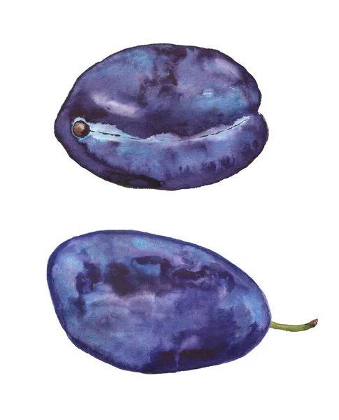 Duas ameixas azuis maduras — Fotografia de Stock