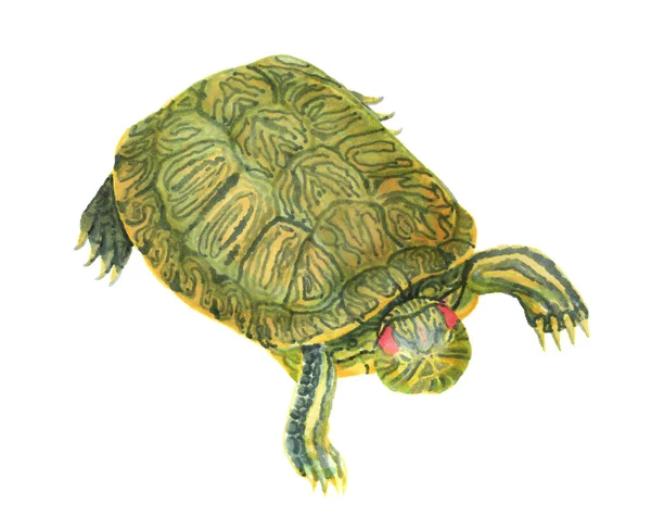 Червоно вухаста ставка повзунка черепаха — стокове фото