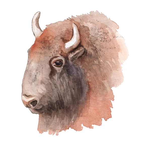Realistic watercolor portrait of bison. — Stock Photo, Image