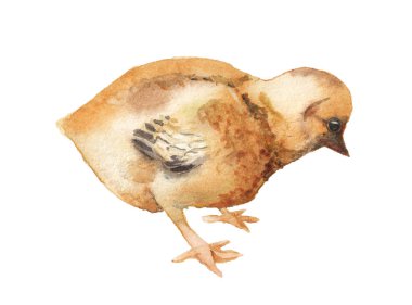 Tavuğun suluboya gerçekçi görüntüsü