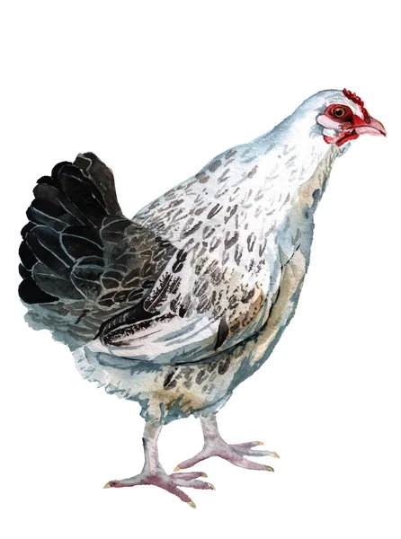 Black and white hen. — Stock Photo, Image