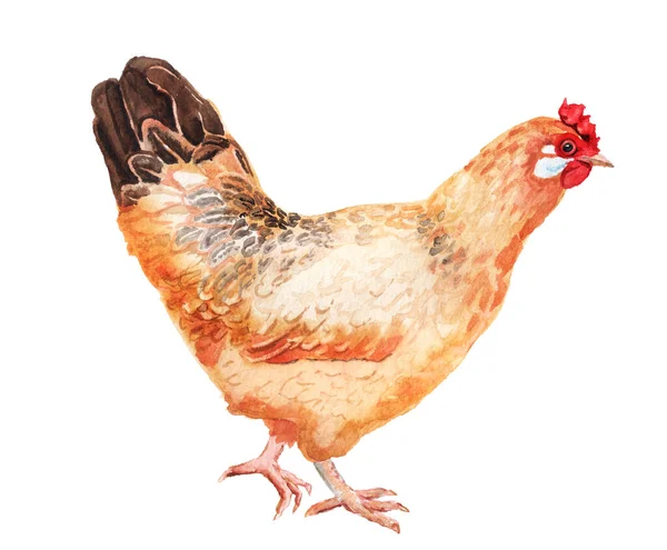 Watercolor realistic image of hen — Stock Photo, Image