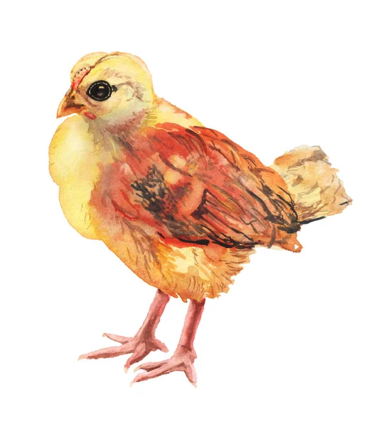Realistic watercolor image of chicken — Stock Photo, Image