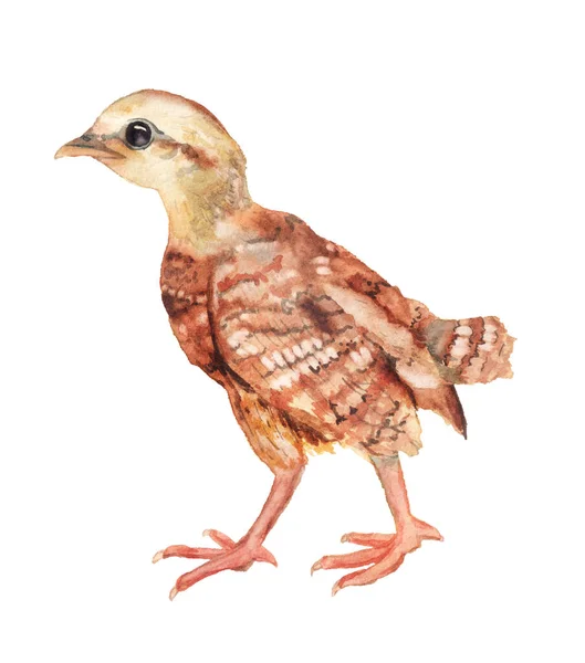 Realistic watercolor image of chicken — Stock Photo, Image