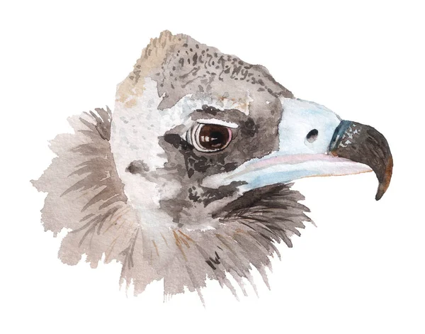 Watercolor portrait of black vulture. — Stock Photo, Image