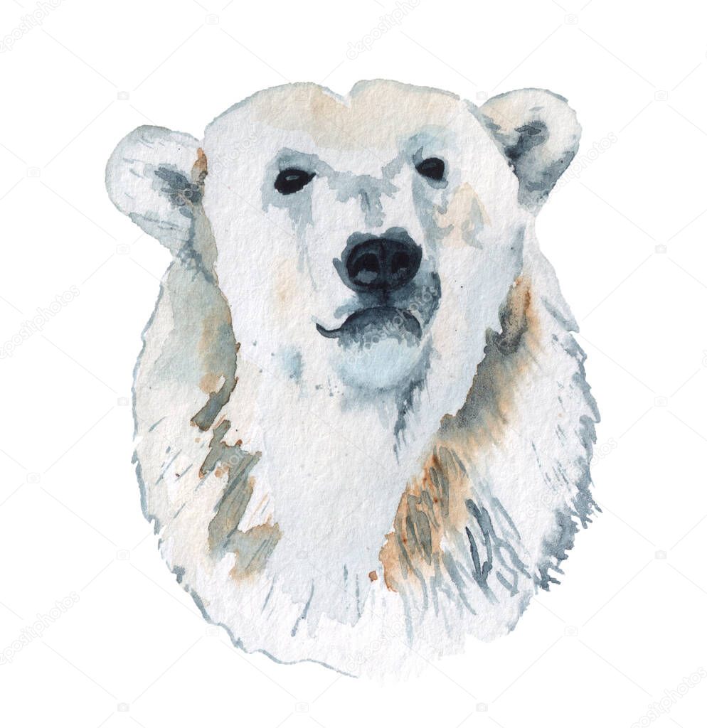 Watercolor portrait of polar bear
