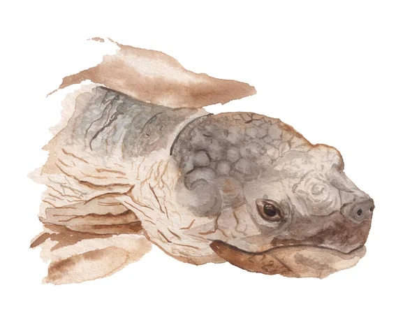 Realistisk portræt af afrikansk skildpadde - Stock-foto