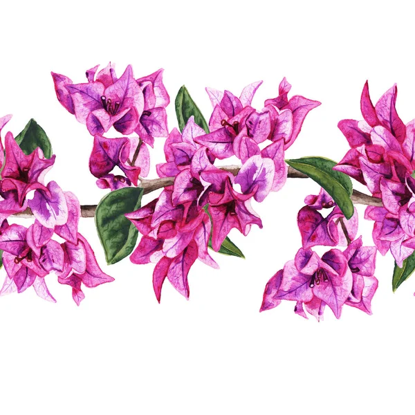 Padrão sem costura com flores de bougainvillea. — Fotografia de Stock