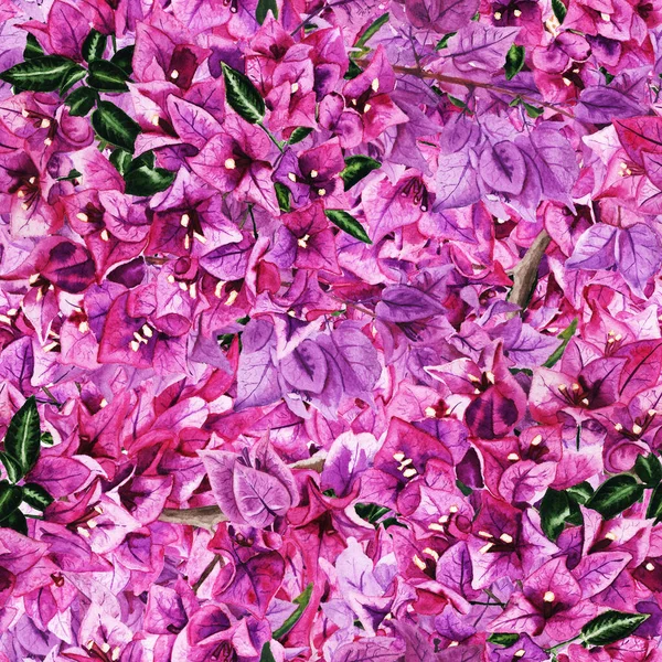 Безшовний візерунок з квітами бугенвіля . — стокове фото