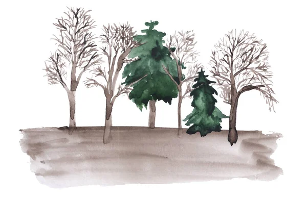 Pinetree, firtree e algumas árvores nuas. — Fotografia de Stock