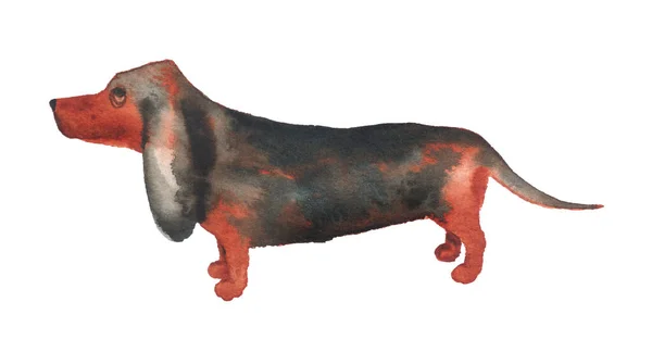 Watercolor image of basset hound. — Stock Photo, Image