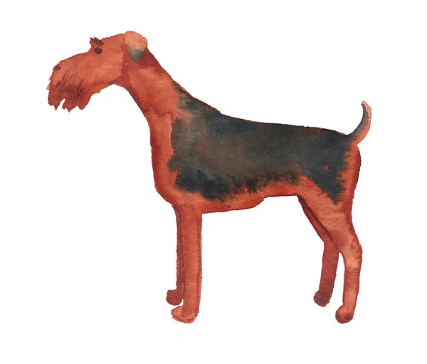 Watercolor image of Airedale Terrier — Stock Photo, Image