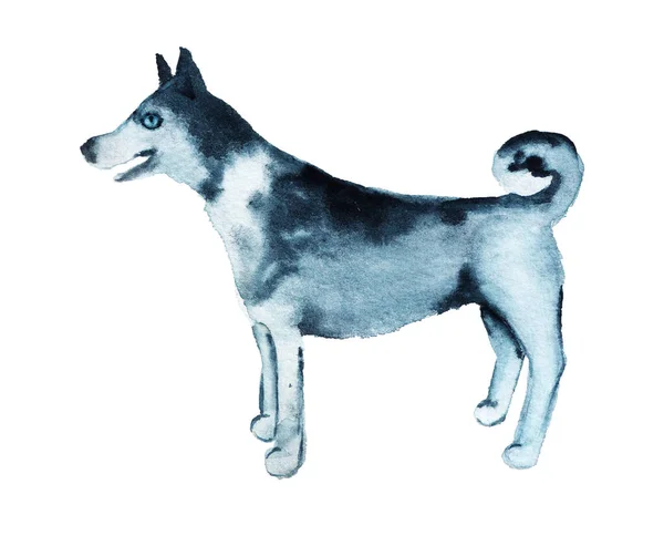 Imagem aquarela de husky. — Fotografia de Stock