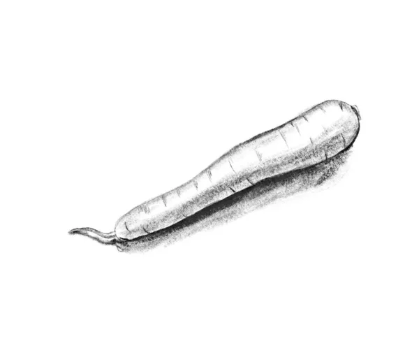 Black and white sketch of carrot. — Stock Photo, Image
