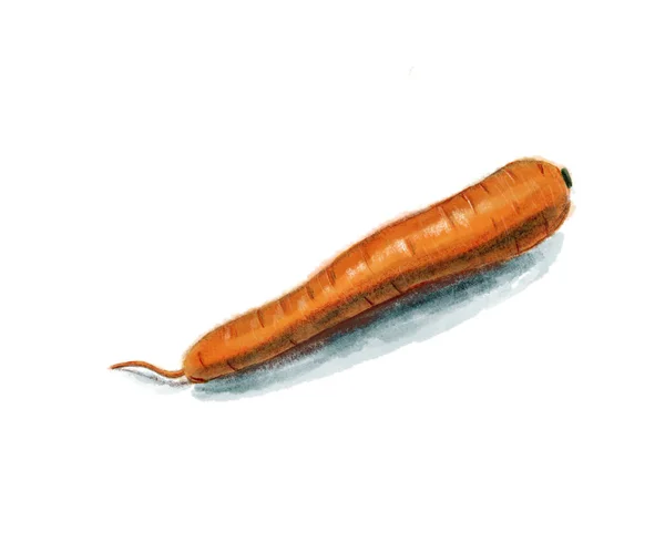 Ескіз моркви . — стокове фото