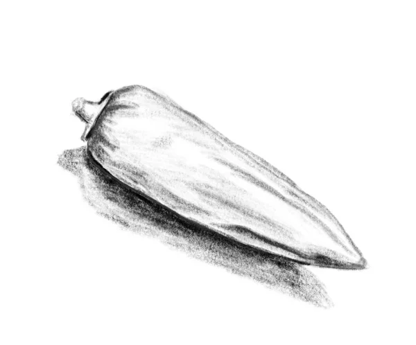 Sketch of red chili pepper. — Stock Photo, Image
