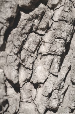 Ağaç kabuğu yakın.