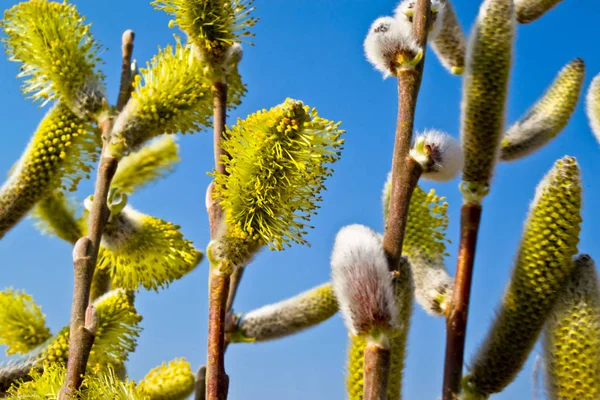 Willow tomurcukları gökyüzüne karşı