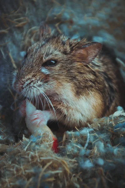 Elma Dzungar hamster nibbles