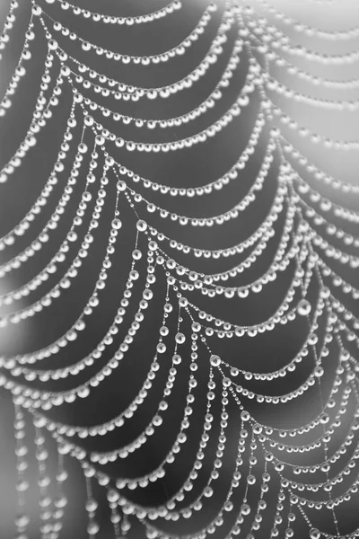 web üzerindeki çiy damlaları