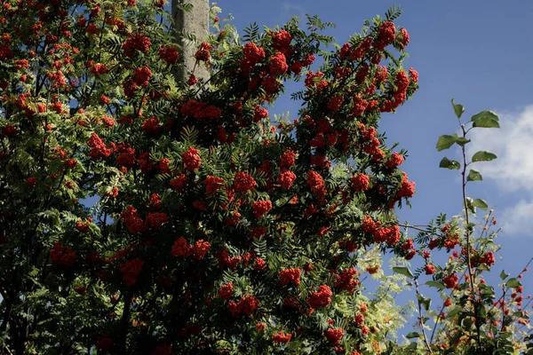 Çalılar, mavi gökyüzü arka plan üzerinde kırmızı rowan