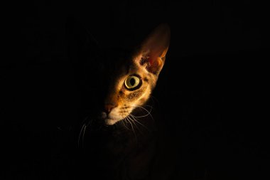 Sabah ışığında kedi yüzü