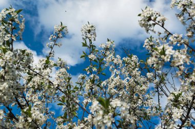 Güneşli bir günde Kiraz Çiçeği