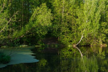 Parkta gölet kıyısında